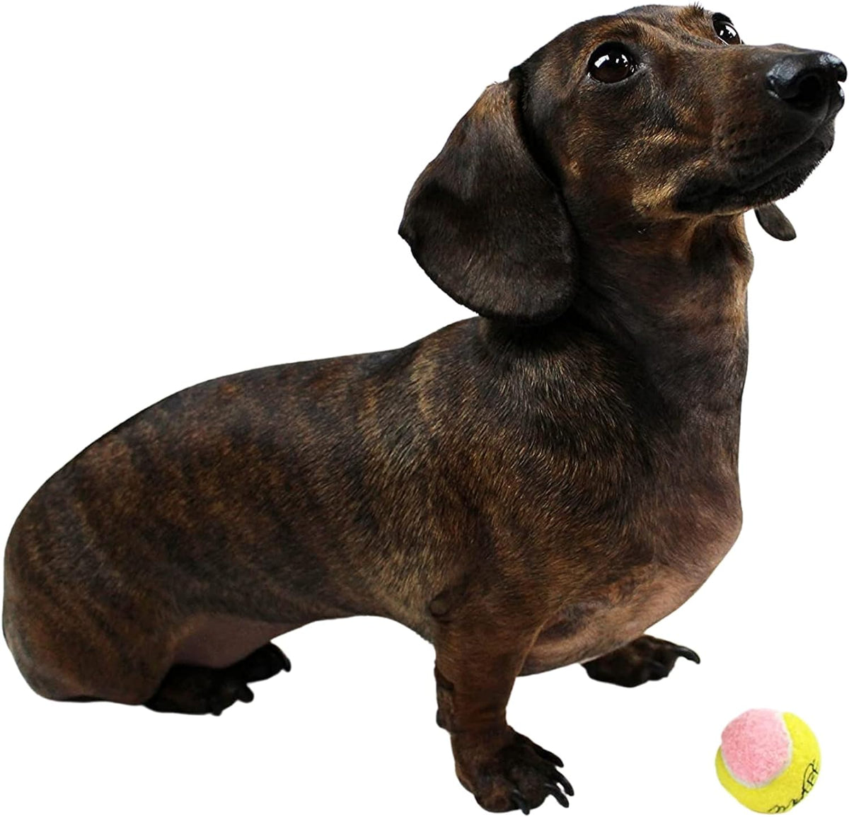 X-Small Dog Tennis Balls, 1.5 Inches, Set of 12